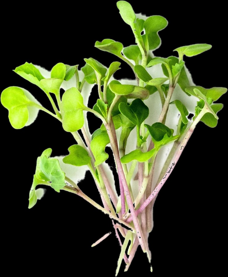 Broccoli microgreens
