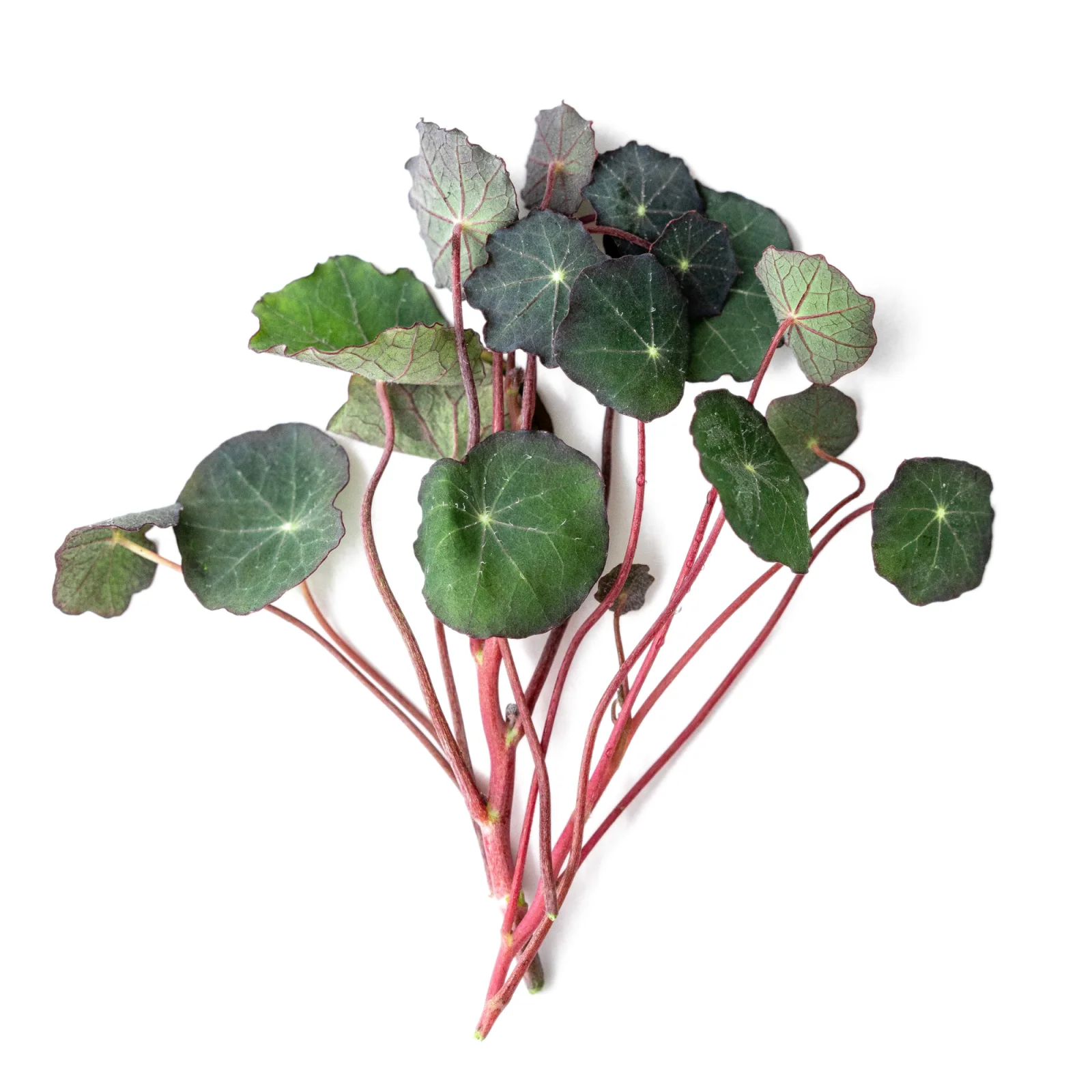 Nasturtium microgreens