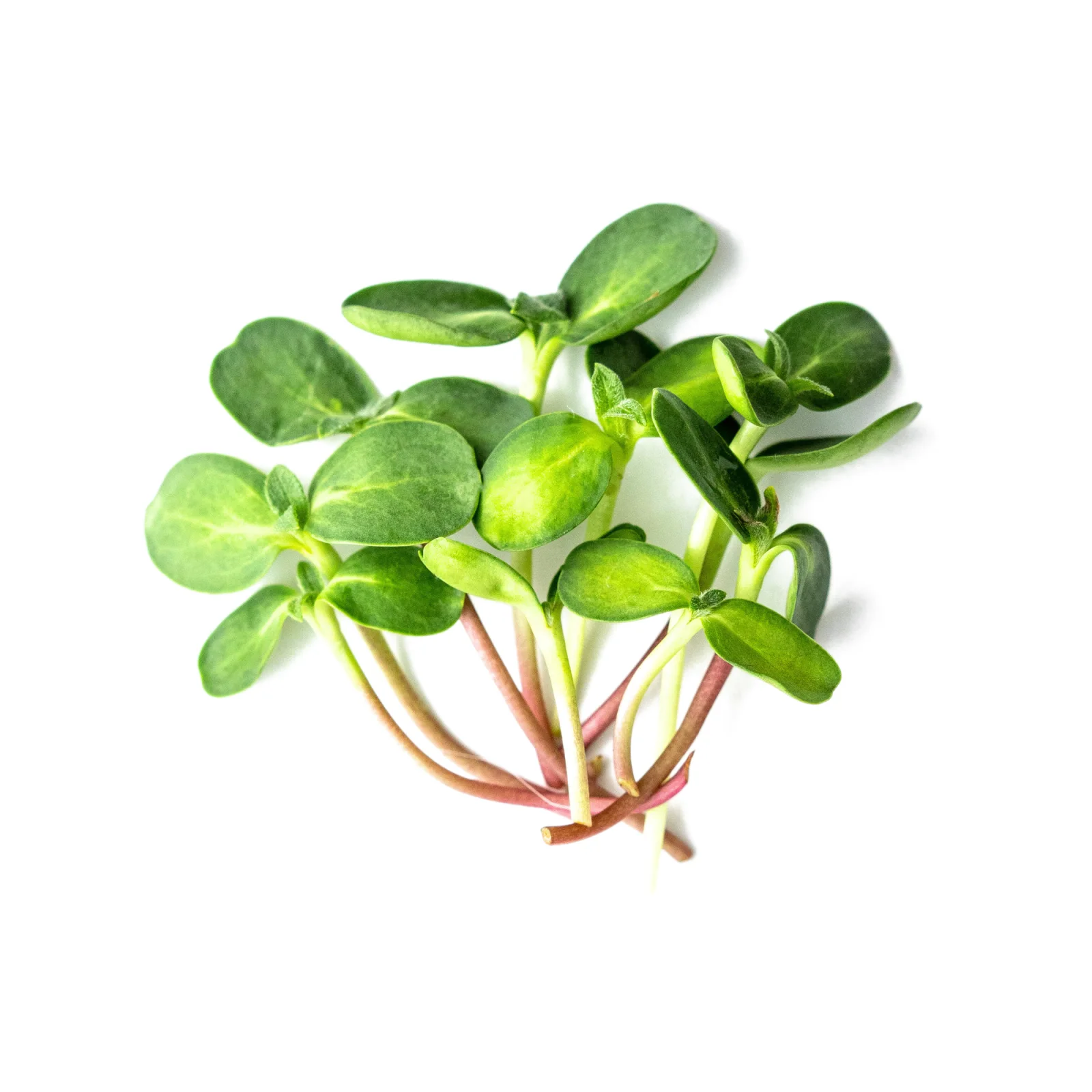 Sunflower shoots pack
