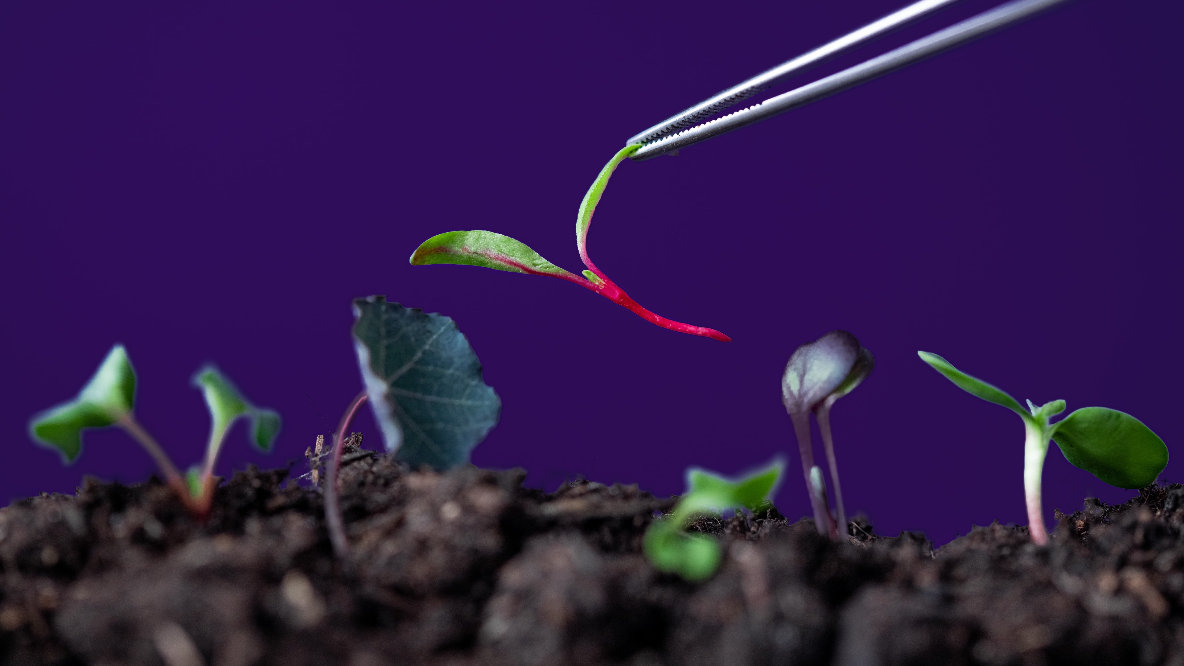 A microgreen seedling lifted from soil with tweezers